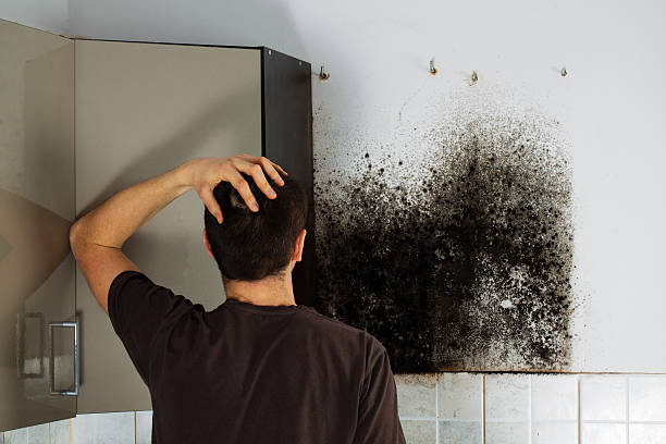 Office Mold Removal Services in Coaldale, PA